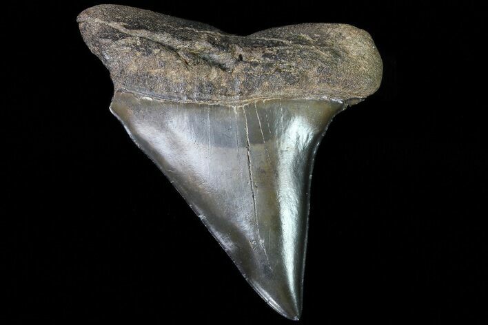 Fossil Mako Shark Tooth - Georgia #75236